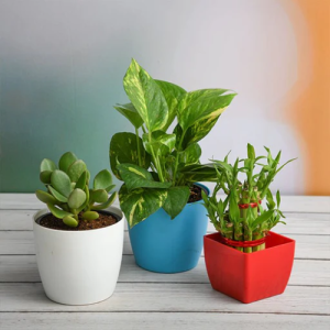 Feng Shui Plants and Planters